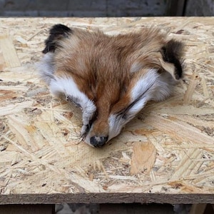 May include: A taxidermied fox head, featuring reddish-brown fur with white markings around the eyes and muzzle. The fox's ears are black-tipped. The head is positioned on a light-colored, textured wooden surface.