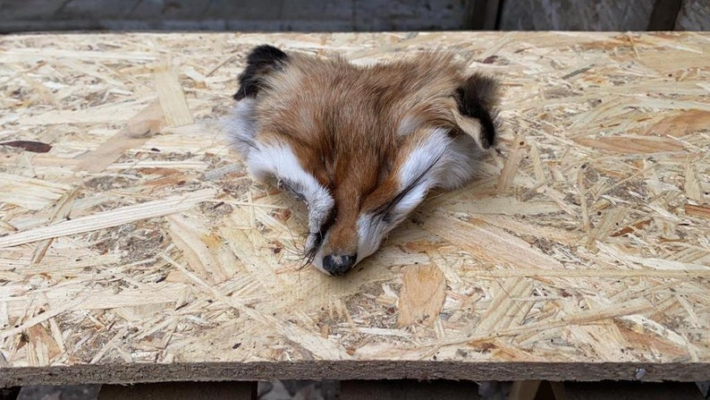 May include: A taxidermied fox head, featuring reddish-brown fur with white markings around the eyes and muzzle. The fox's ears are black-tipped. The head is positioned on a light-colored, textured wooden surface.