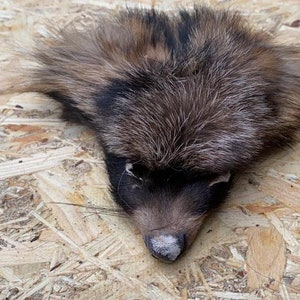 Puede incluir: Una piel de mapache de piel de color marrón claro, negro y gris con una nariz negra y bigotes blancos.