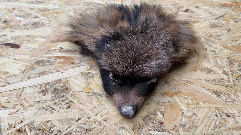 本物の毛皮で作られたタヌキの顔 – タヌキの動物の毛皮の剥製 - Etsy 日本