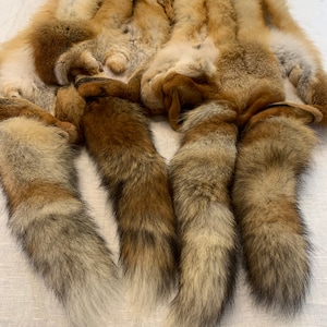 Könnte beinhalten: Eine Sammlung von Fuchsfellen, mit rotbraunem Fell, helleren Bäuchen und Schwänzen. Die Schwänze weisen einen Farbverlauf von Braun zu Weiß auf. Die Felle sind auf einer weißen Oberfläche angeordnet, wodurch die natürlichen Farben und Texturen des Fells hervorgehoben werden.