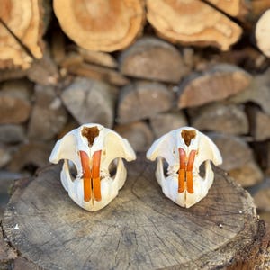 Puede incluir: Dos cráneos de castor de color blanco hueso colocados uno al lado del otro, cada uno con incisivos prominentes, lisos y de color naranja. Los cráneos se ven desde el frente, mostrando la estructura ósea natural y los dientes frontales distintivos.