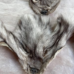 May include: Two gray and white animal pelts, likely fox or wolf, are displayed. The pelts have detailed fur texture and visible facial features, including noses and ears. The pelts are laid out on a light-colored surface.