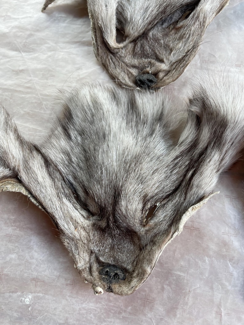 May include: Two gray and white animal pelts, likely fox or wolf, are displayed. The pelts have detailed fur texture and visible facial features, including noses and ears. The pelts are laid out on a light-colored surface.