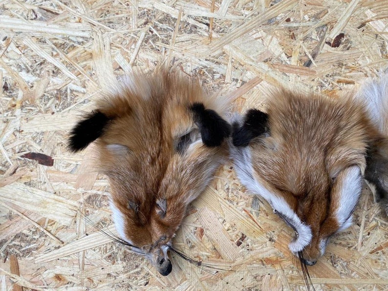 May include: Two fox pelts with reddish-brown fur, black ear tips, and white facial markings are displayed. The pelts are lying on a light brown, textured wooden surface. The fox pelts have visible whiskers and are positioned close together.