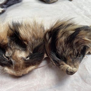 May include: Two animal pelts with fur in shades of brown, black, and tan. The pelts appear to be from small animals, possibly rodents, with visible ears and facial features. The fur is dense and textured, with a natural appearance.