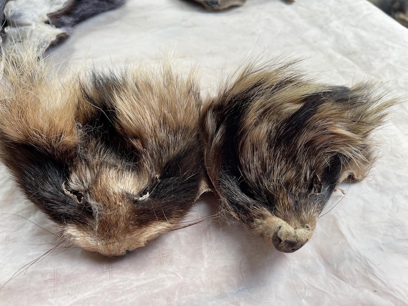 May include: Two animal pelts with fur in shades of brown, black, and tan. The pelts appear to be from small animals, possibly rodents, with visible ears and facial features. The fur is dense and textured, with a natural appearance.