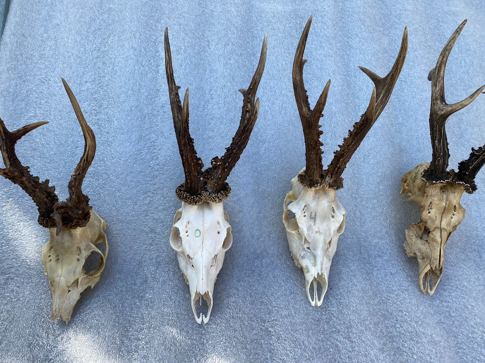 Trophy Deer Skull - Etsy Denmark