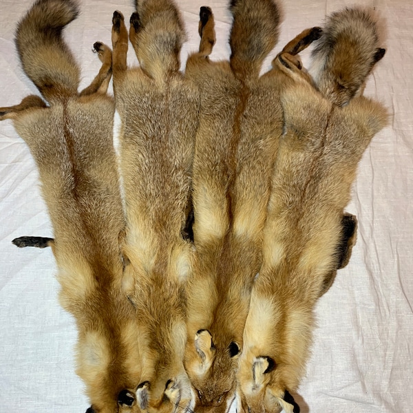 Real red fox pelt for taxidermy - Soft mount pelt