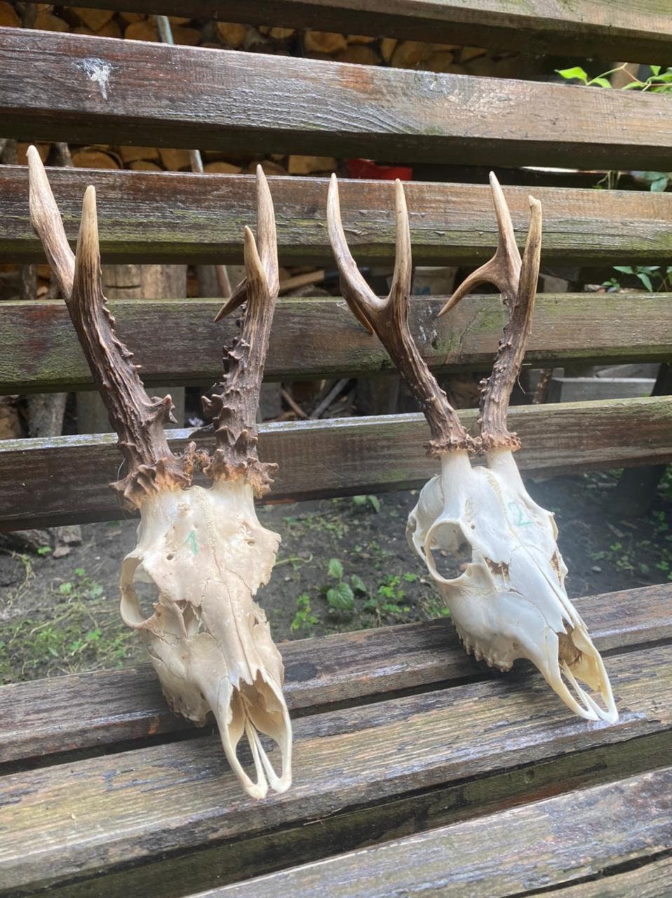 Real Roe Deer Skull With Antlers | Taxidermy Skull | Natural Bone
