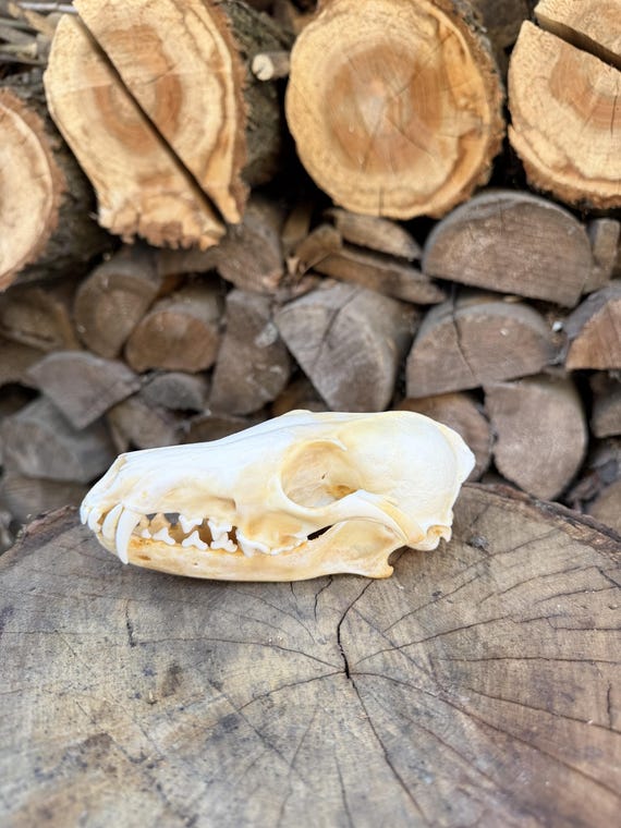 Real Red Fox Skull With Teeth | Taxidermy Specimen | Natural Bone