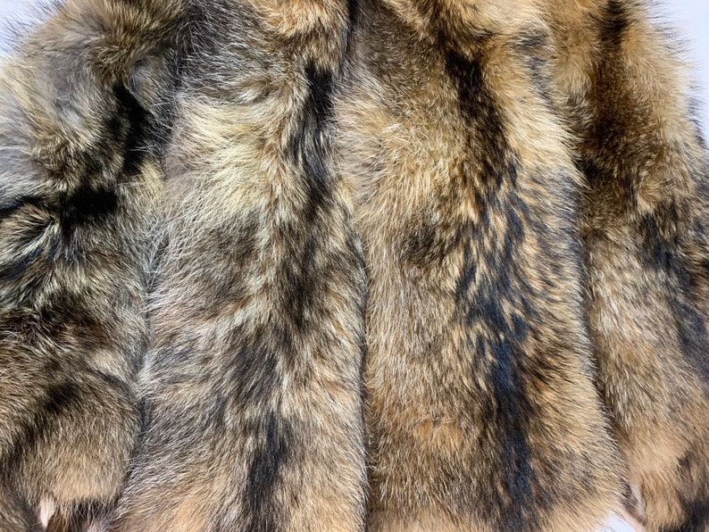 Taxidermy Raccoon Fur Pelt Soft Mount Taxidermy Medevil - Etsy