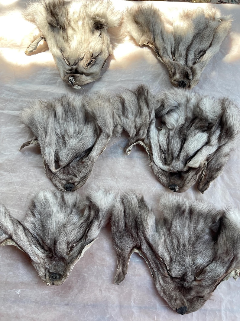 May include: A collection of gray and white fur animal faces, possibly fox or wolf, arranged on a light-colored surface. The fur appears soft and textured, with visible details of the animal's features.