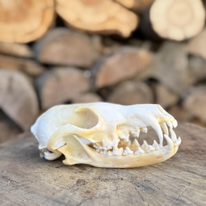 May include: A bleached animal skull shown in profile, featuring a prominent snout, sharp canine teeth, and a series of smaller molars. The bone surface is smooth and off-white, displaying the natural anatomical structure of the jaw and cranium.
