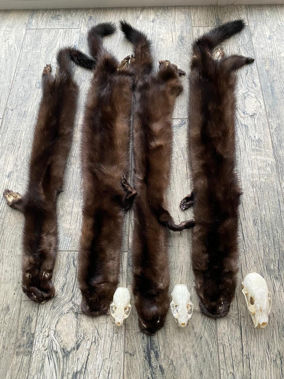 Black Mink Pelt Animal skin Soft mount Taxidermy Viking Etsy