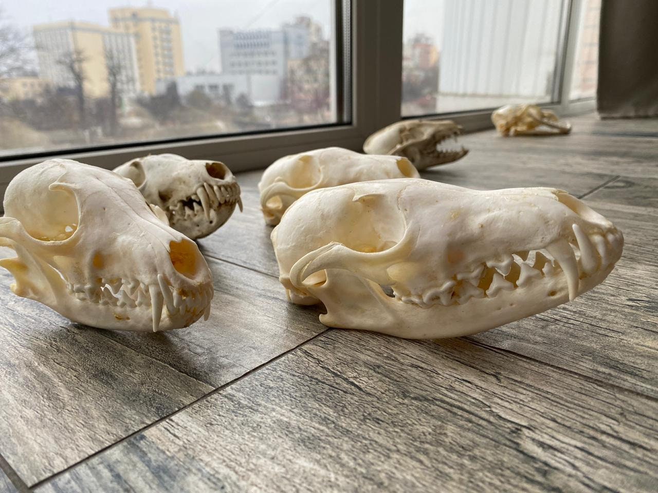 Real Red Fox Skull With Teeth | Taxidermy Specimen | Natural Bone