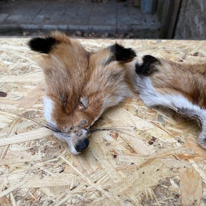 May include: Two fox pelts with reddish-brown fur, black-tipped ears, and white markings on the face and chest. The pelts are lying on a light-colored wooden surface, showcasing the natural colors and textures of the fur.