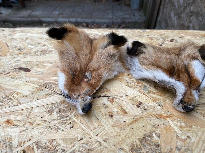 May include: Two fox pelts with reddish-brown fur, black-tipped ears, and white markings on the face and chest. The pelts are lying on a light-colored wooden surface, showcasing the natural colors and textures of the fur.