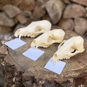 May include: Three off-white animal skulls arranged in a row, each positioned behind a small square white paper tag labeled with the numbers 2, 3, and 4 respectively. The skulls feature visible teeth, eye sockets, and nasal cavities.