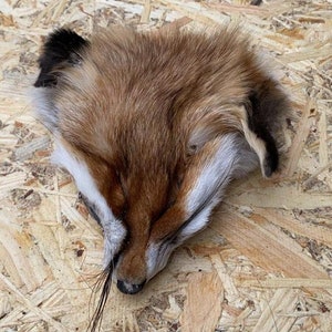 May include: A taxidermied fox head, featuring reddish-brown fur with white and black markings. The fox's face is visible, with its eyes closed and nose pointing downwards. The head is positioned on a light-colored wooden surface.