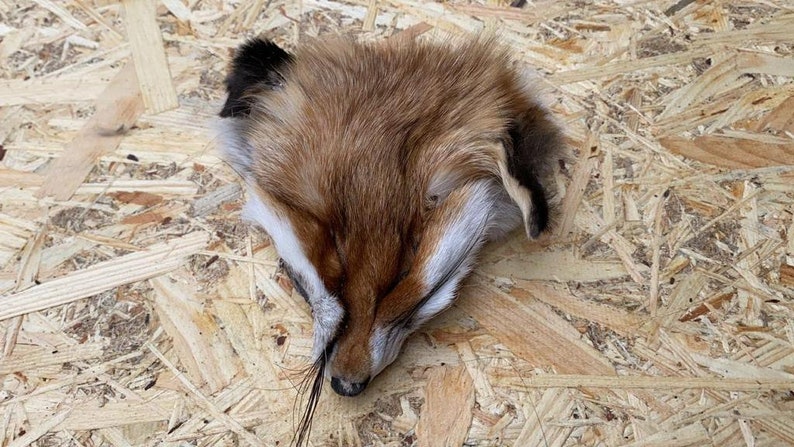 May include: A taxidermied fox head, featuring reddish-brown fur with white and black markings. The fox's face is visible, with its eyes closed and nose pointing downwards. The head is positioned on a light-colored wooden surface.