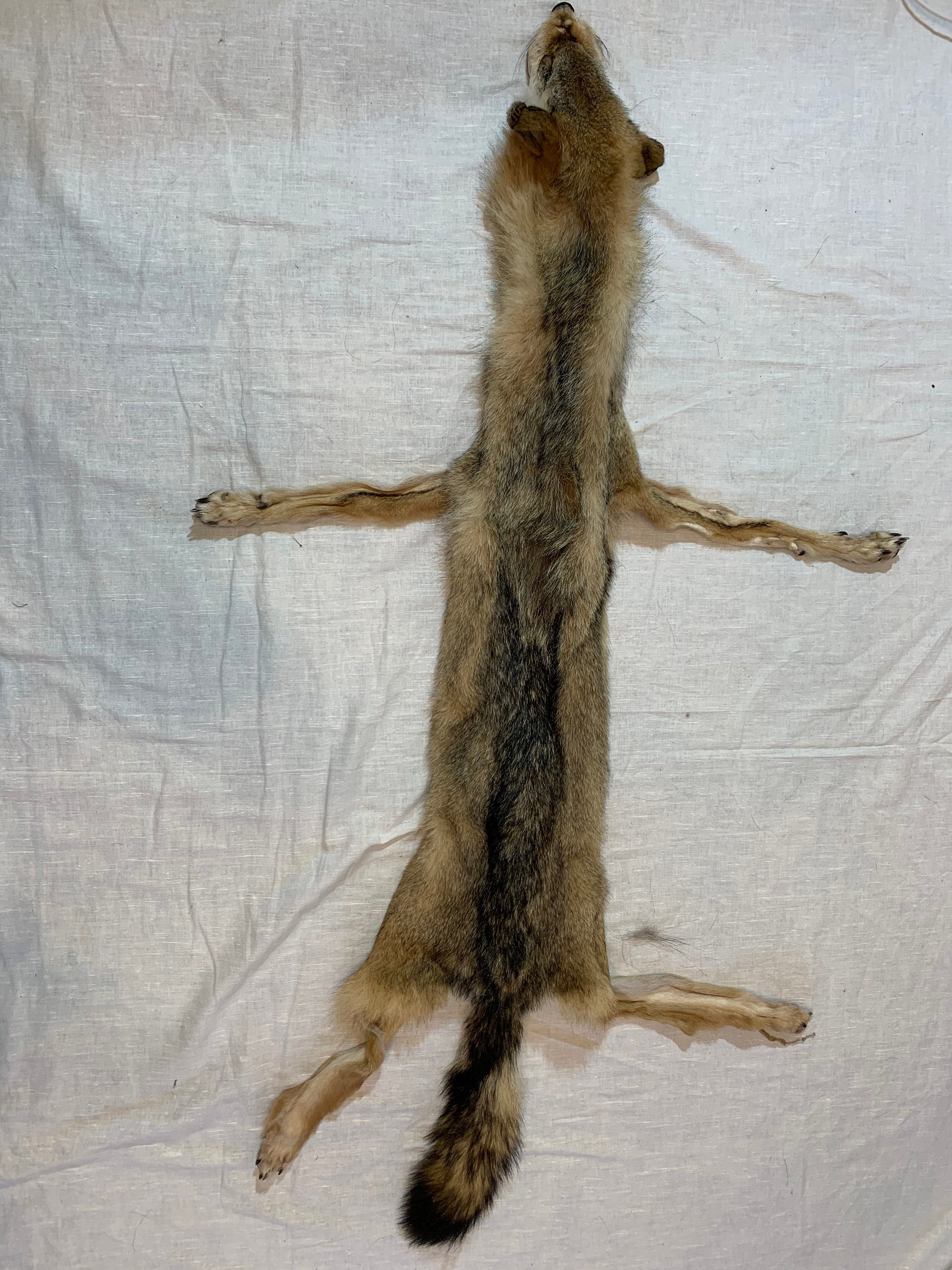Real Coyote Pelt Animal Pelt Soft Mount Taxidermy Etsy