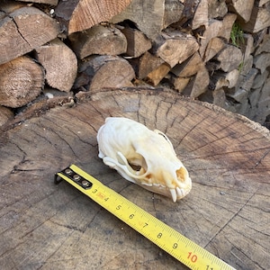 Puede incluir: Un cráneo de animal de color blanco hueso colocado junto a una cinta métrica amarilla. La cinta muestra que la longitud del cráneo es de aproximadamente 9 cm. El cráneo presenta dientes, cuencas oculares y cavidades nasales visibles.