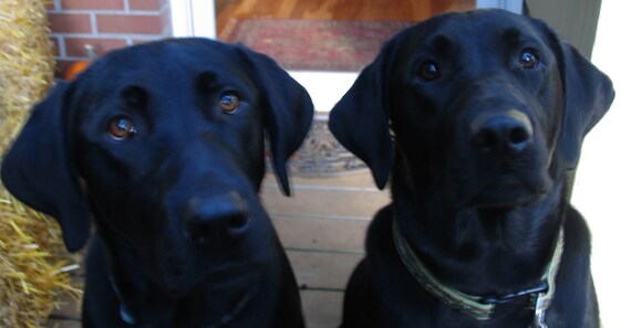 2 black labs