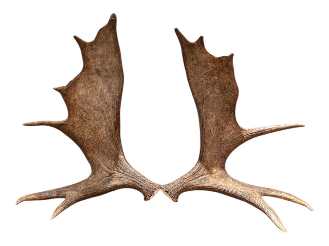 Classic Alaskan Moose Antler Match Set/ Moose Antler/ Natural Antler ...