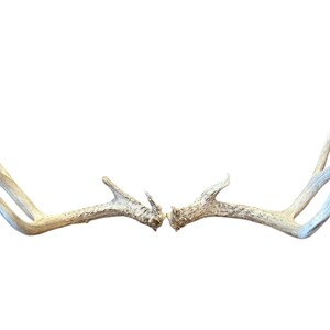 Mule Deer Match Set/ Shed Antler/ Natural Antler (#1235)