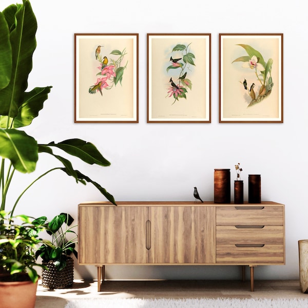 Set of 3 Wall Art, Vintage Bird Set of 3 Prints for Your Home, Antique Hummingbird Print Set, Bird Prints Cottage Decor