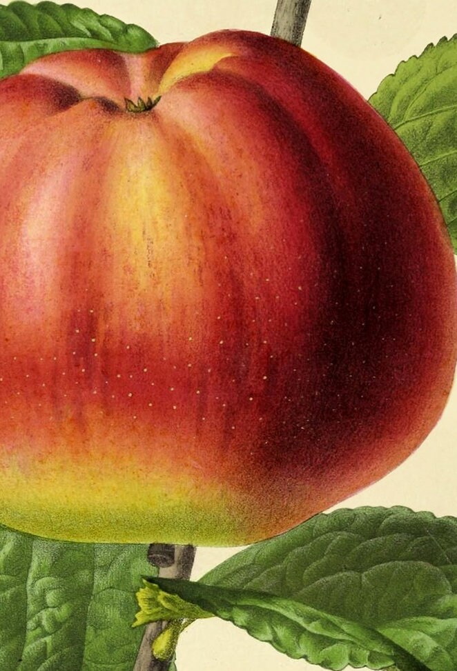 Vintage Kitchen Art Print and Wooden Hanger Canvas Wall Art Etsy