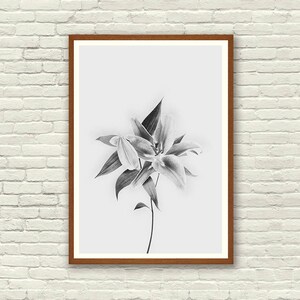 Impressão floral, arte de parede, impressão de flor de lírio, impressão botânica, arte de parede vintage, impressão em preto e branco, impressão de flor abstrata, arte de parede de cozinha