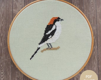 woodchat shrike bird cross stitch pattern, pdf download chart, butcherbird cross stitch design, European wildlife art