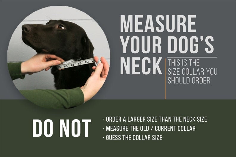 May include: A black dog has its neck measured with a tape measure. The text reads "Measure your dog's neck. This is the size collar you should order. Do not order a larger size than the neck size. Measure the old/current collar. Guess the collar size."