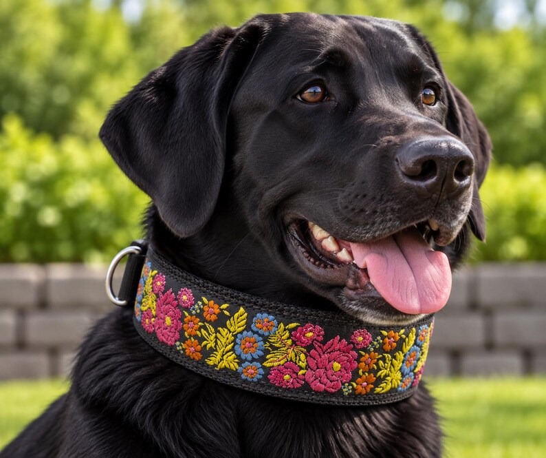 May include: A black Labrador dog wearing a wide black collar featuring vibrant, multi-colored floral embroidery in shades of pink, orange, yellow, and blue. The collar includes a silver-toned metal D-ring for leash attachment.