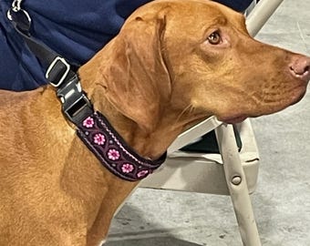 Op de afbeelding: Een bruine en witte hond met een zwart en roze gepatroneerd halsband. De hond zit op een witte metalen stoel.