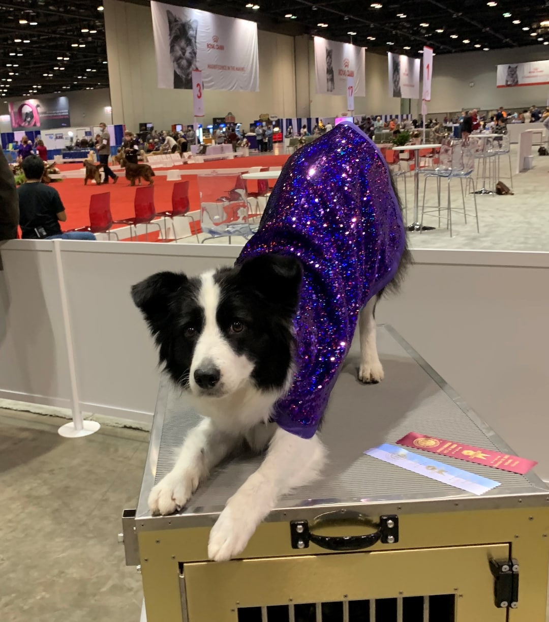 Dog Cooler Cooling Cool Coats Show Coatflashy Spandex Outside Fabric