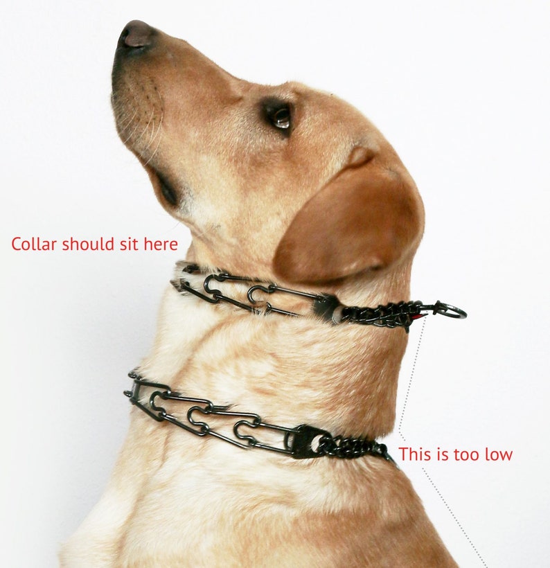 May include: A brown dog wearing a black chain collar. The collar is too low on the dog's neck. The text "Collar should sit here" is written above the dog's neck and the text "This is too low" is written below the dog's neck.