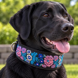May include: A black Labrador dog wearing a wide black collar featuring a vibrant embroidered floral pattern in shades of pink, blue, and white. The collar includes a silver-toned metal D-ring for leash attachment and has a thick, durable fabric construction.