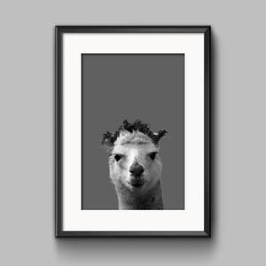 Alpaca Print,Nursery Animal Decor Wall Art,Alpaca Photo,Large Printable Poster, Digital Download,Modern Minimalist,Peekaboo Art