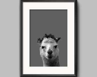 Alpaca Print,Nursery Animal Decor Wall Art,Alpaca Photo,Large Printable Poster, Digital Download,Modern Minimalist,Peekaboo Art