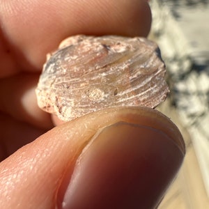 Puede incluir: Primer plano de una pequeña concha de mar fosilizada de color marrón claro con un interior blanco y en capas.