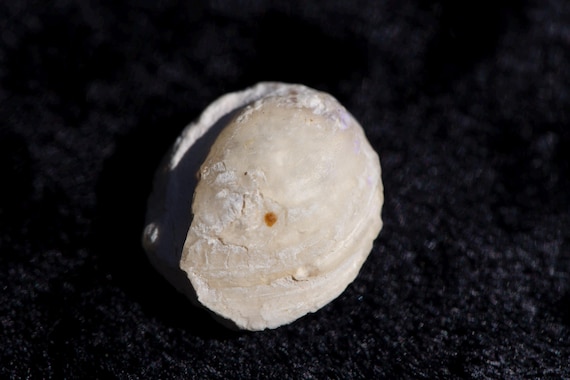 Rough Parcels — 7 ct carat Purple Opal Shell Med Size Rough Opal Freeform Rock A++++ Fire
