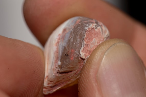 15 ct carat Red Fire Opal Shell Med Size Rough Opal Freeform Rock A++++ Fire Ships World Wide FROM A Video Shown DRY by CosmicOpals