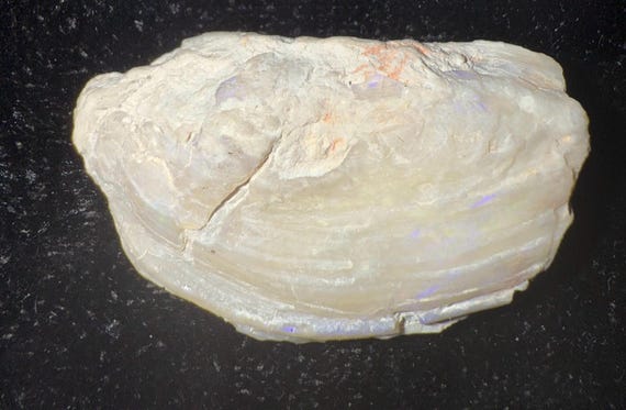 59 ct carat Blue Purple Opal Large Shell Med Size Rough Opal Freeform Rock A++++ Fire