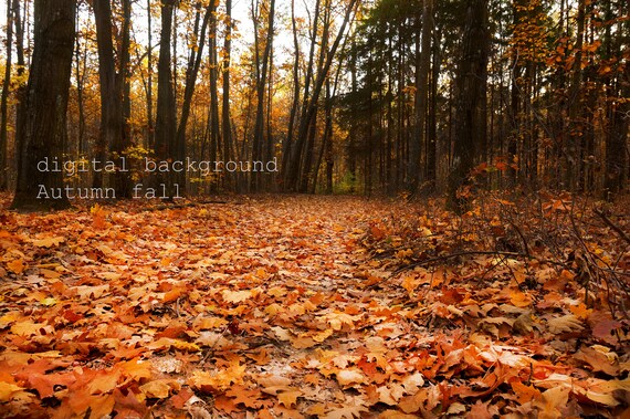 Autumn Fall Digital Background Wedding Backdrops Autumn Etsy Autumn Fall Digital Background Wedding Backdrops Autumn Etsy