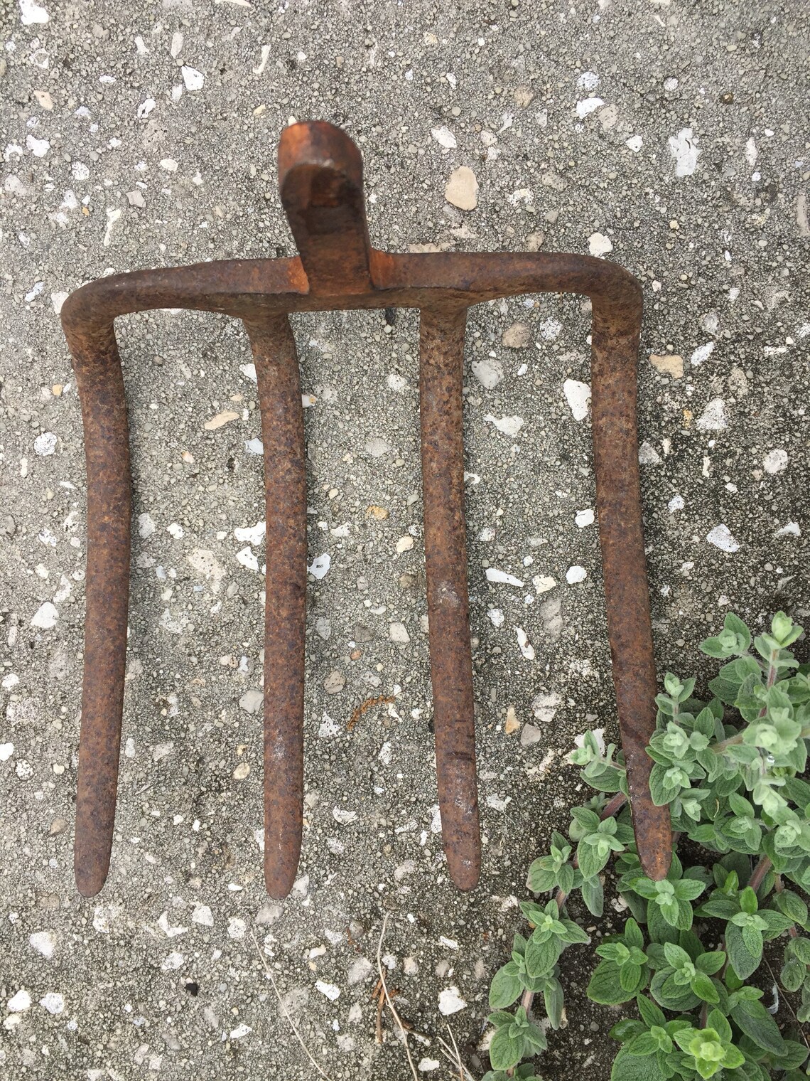 Antique Primitive Four tine vintage potato rake/potato digger Etsy
