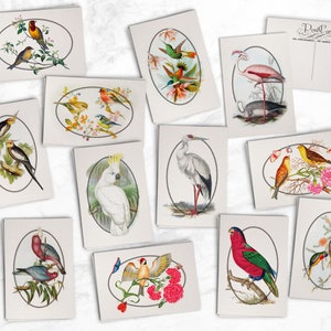 Vintage Style Colorful Bird Postcards - 24 Retro Style Bird Illustration Postcards