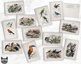 Vintage Style Bird Postcards - 24 Retro Style Bird Illustration Postcards